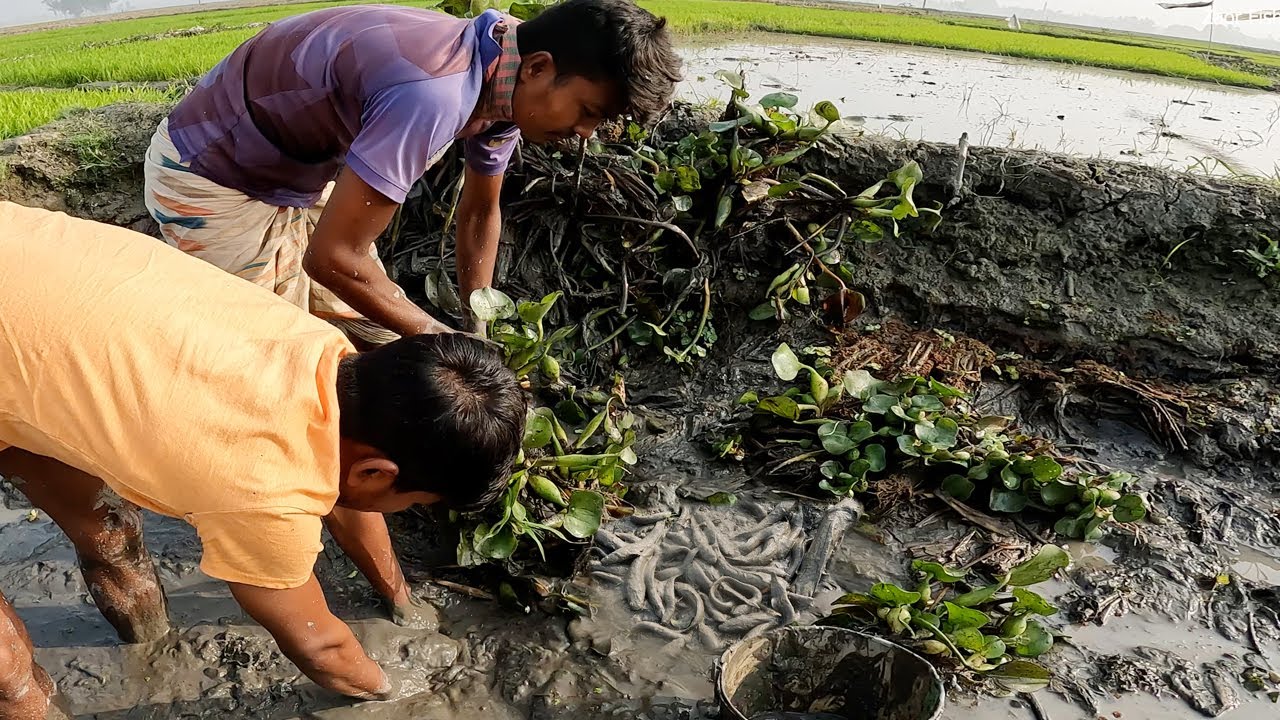 Caught a Lot of Fish After Straining The Water in The Bill । Traditional #Bill_Fishing_video