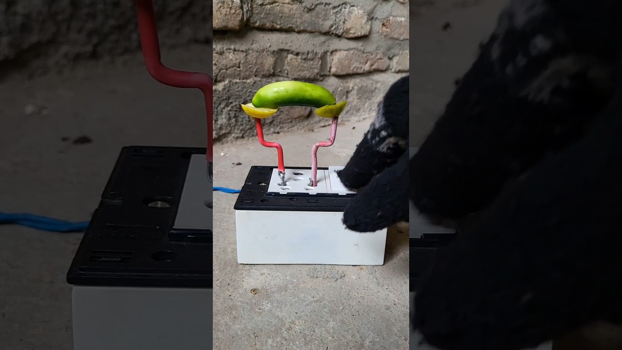 ⚡🥒 What happens when electricity is connected to a Tindora (Ivy Gourd)? surprising result!