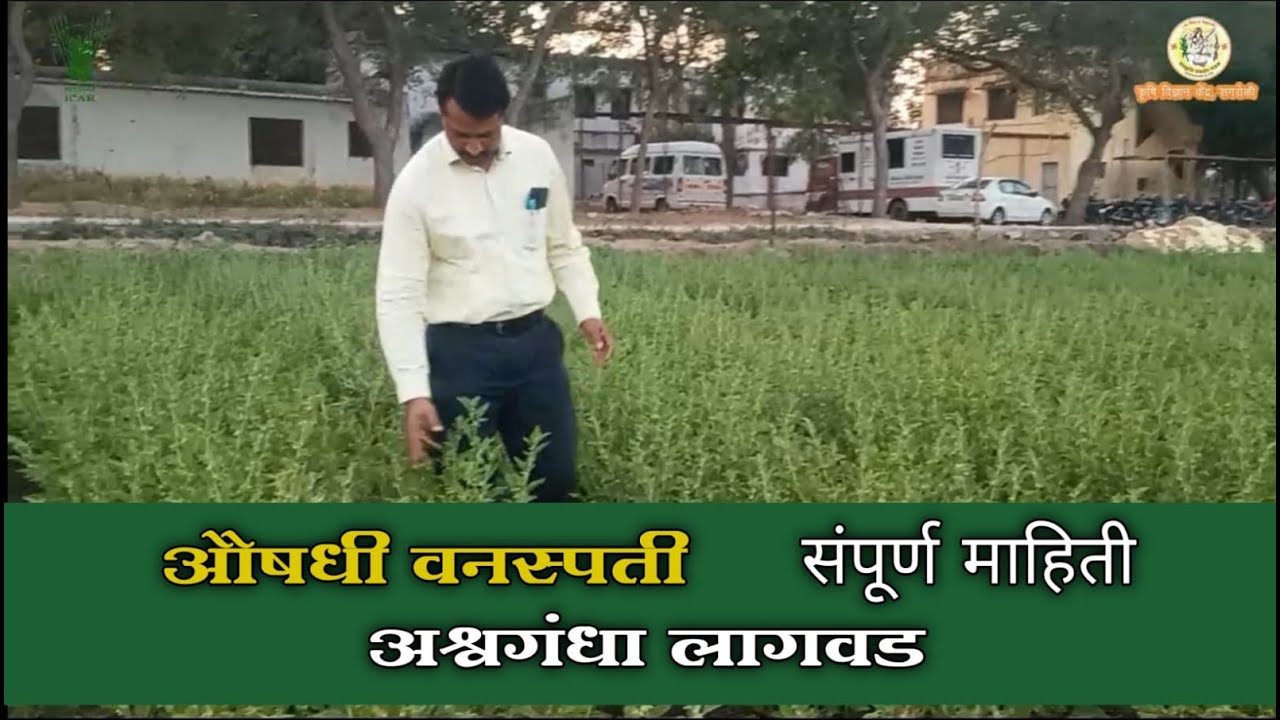 अश्वगंधा शेती | अश्वगंधा लागवड | औषधी वनस्पती लागवड | Ashwagandha Farming  Business Earn Good Income