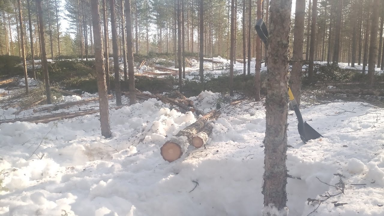 Tiukan männikön ensiharvennusta ja mietteitä metsäsektorin nykytilasta
