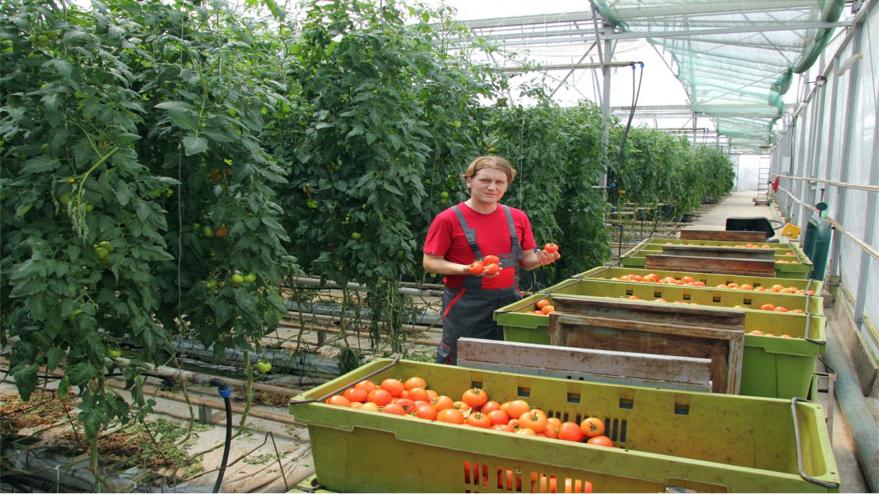 Curso Cultivo de Tomate em Estufa - Transplante, Condução e Plantio - Cursos CPT