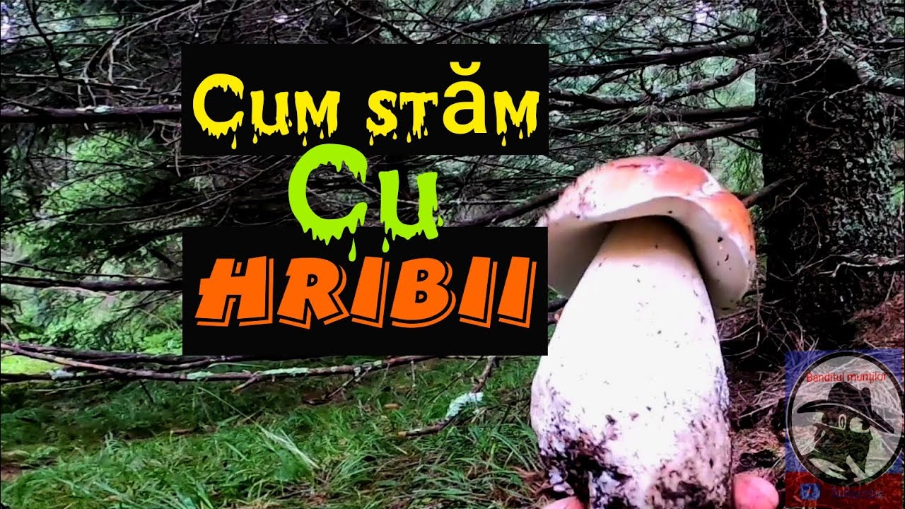 Cum stam cu hribii!? Munții Apuseni!