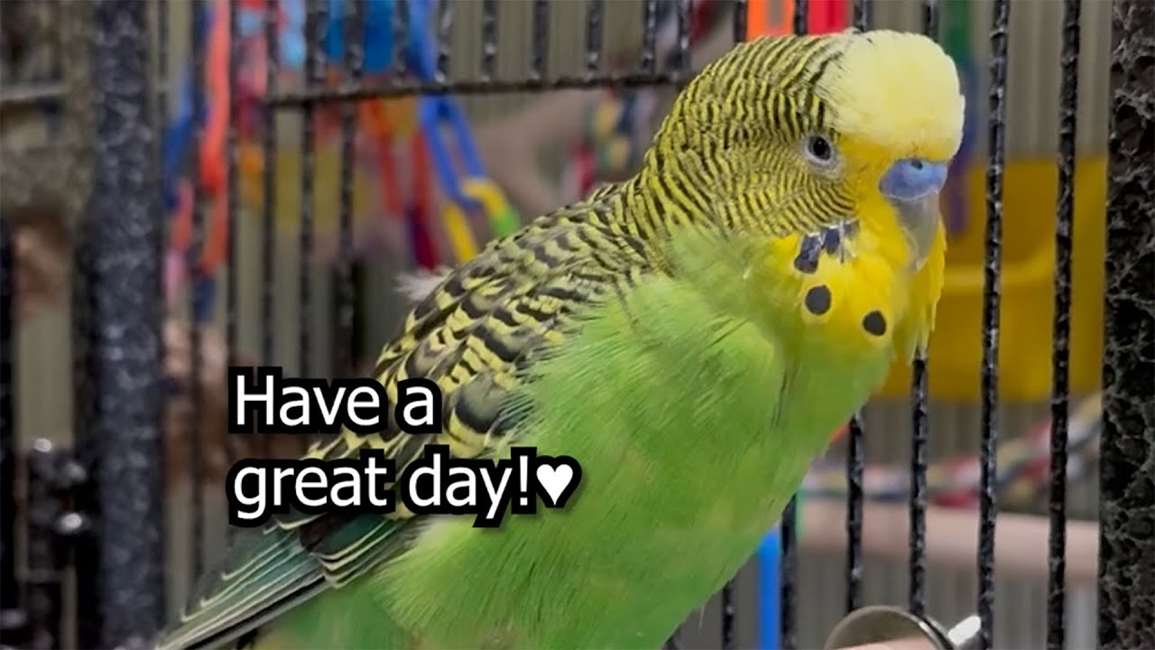 Have a Great Day! - Boba the Budgie - Talking Parakeet