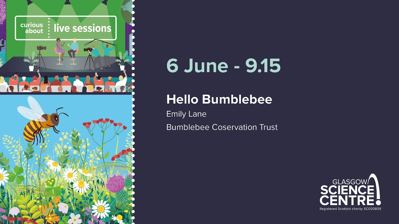 Hello Bumblebee