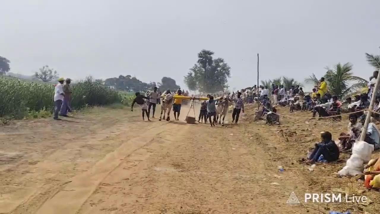 నంద్యాల జిల్లా రుద్రవరం గ్రామంలో నాలుగు పళ్ళు విభాగంలో 7వ జత
