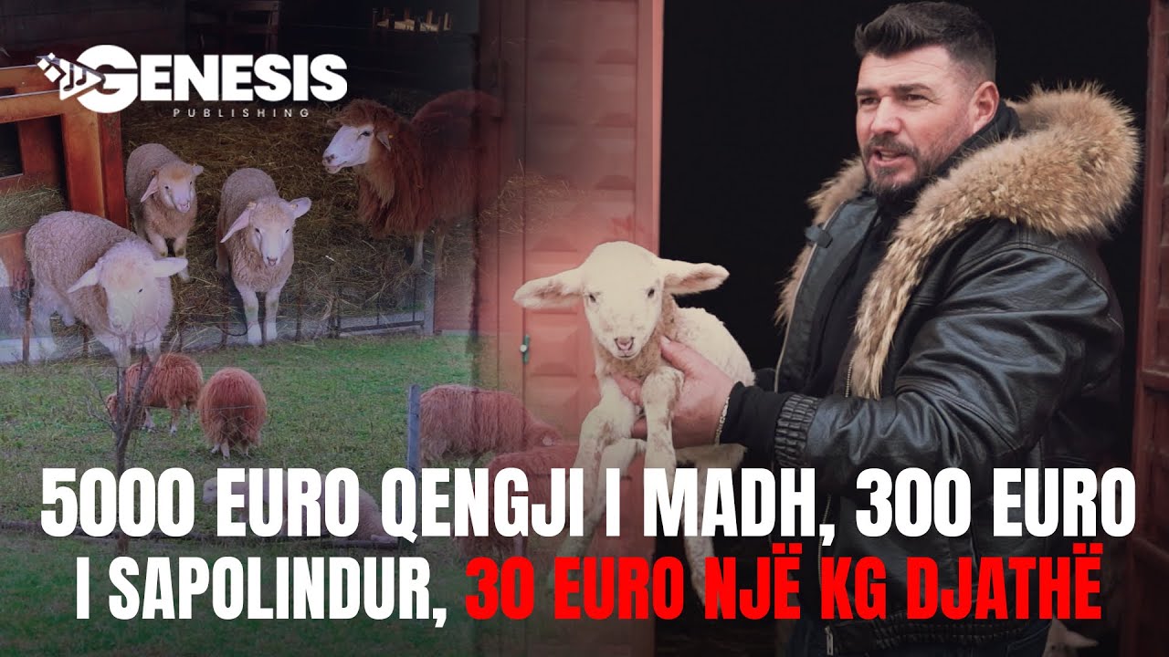 5000 euro qengji i madh, 300 euro i sapolindur, 30 euro një kg djathë | HISTORI SUKSESI