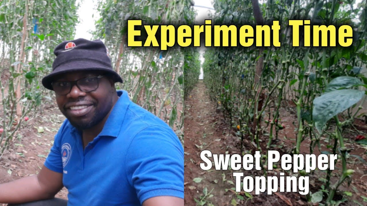 Sweet Pepper Experiment: Topping to elongate production to two years