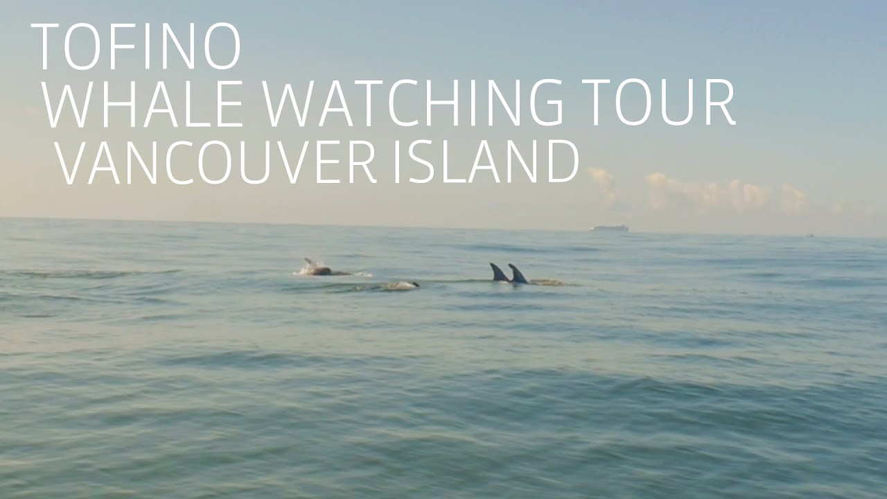 Walvissen en ander wildlife spotten rondom Vancouver Island