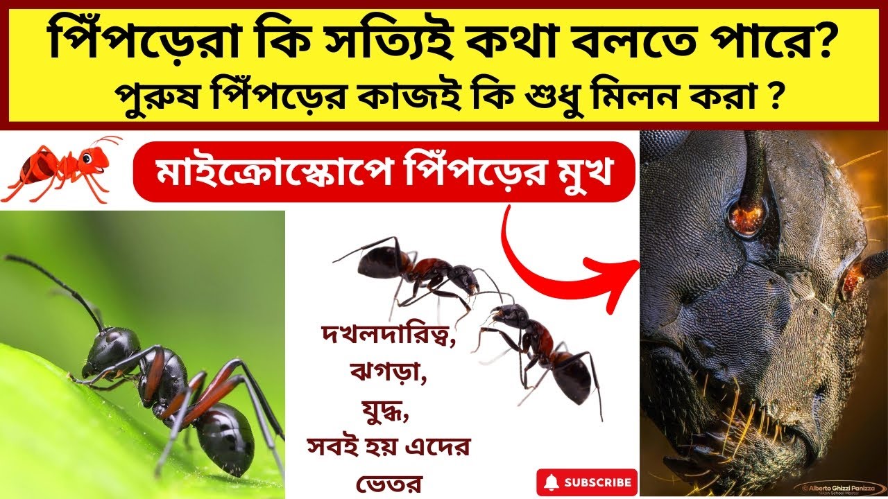 পিঁপড়েরা শব্দ ছাড়াই কীভাবে যোগাযোগ করে | পিঁপড়েদের জীবনযাপন
