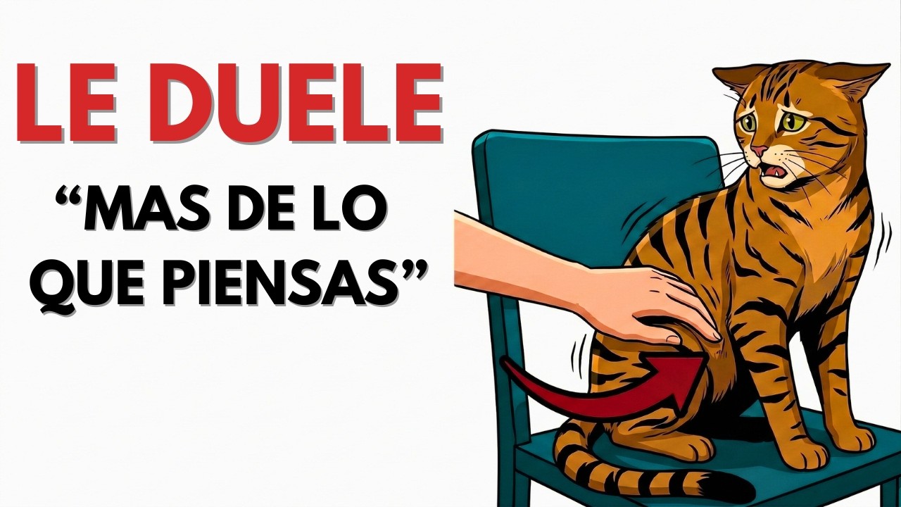 5 cosas que le haces a tu gato creyendo que es amor y en realidad le duelen
