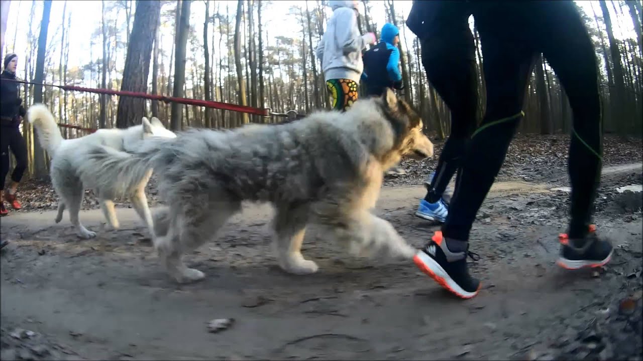 Bieg Sylwestrowy trasą Pogoni Za Wilkiem - 2015/16