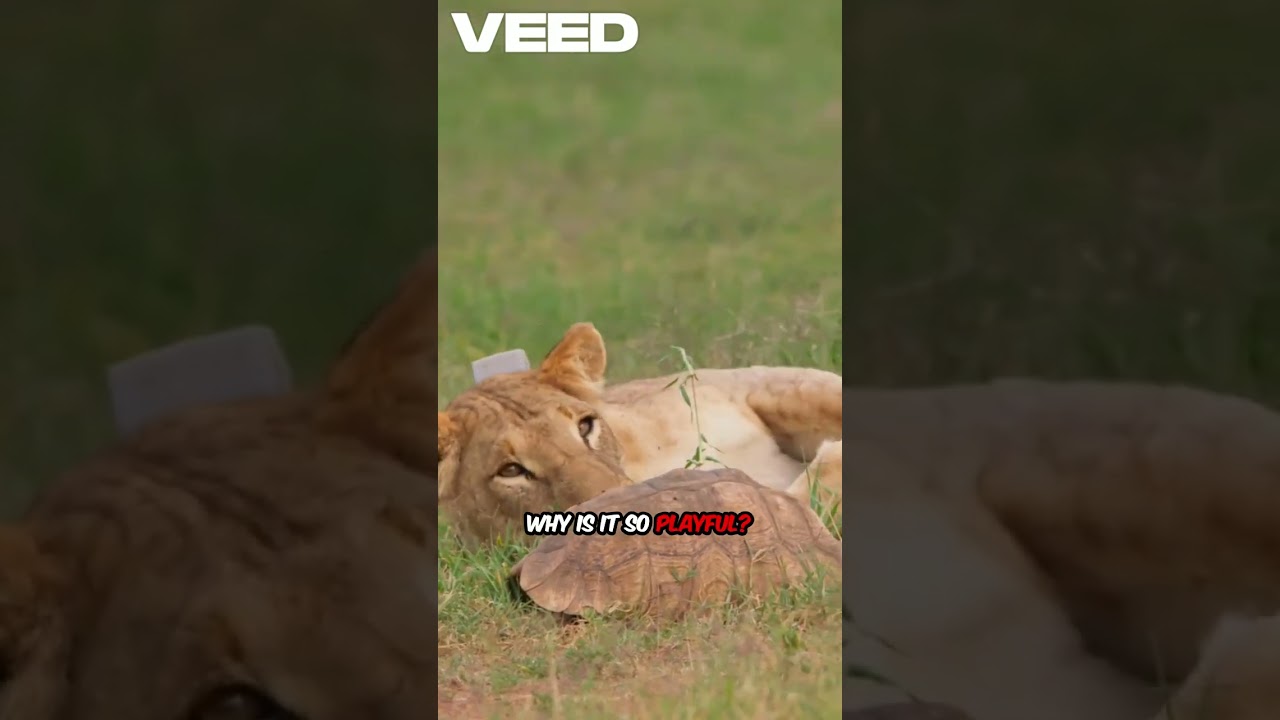 Cuddly Lion Cub Surprise &ndash; Too Cute to Handle!