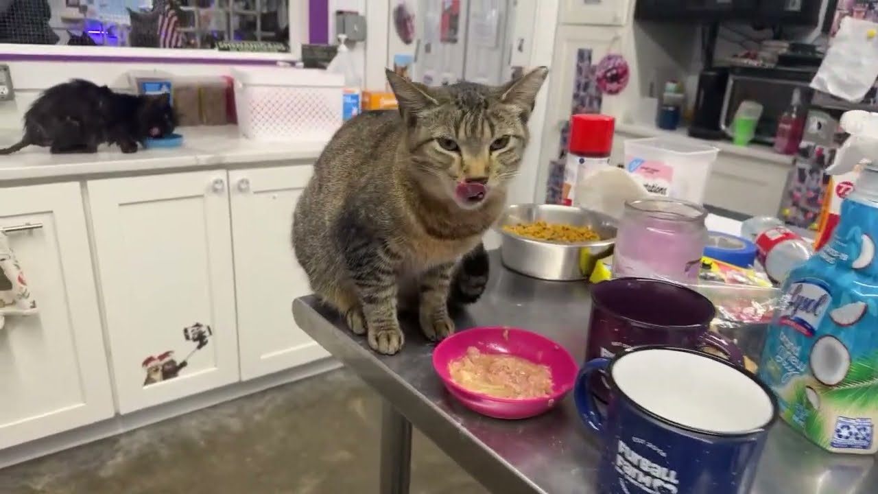 Furball Farm Cat Sanctuary is live!