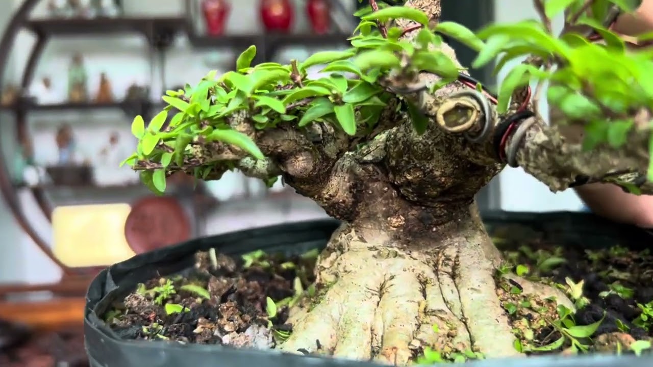 Tỷ lệ cơ bản cho cây Bonsai