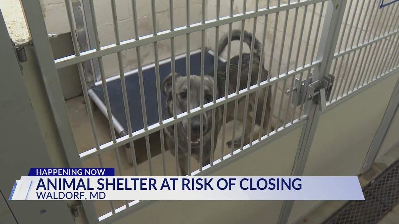 Animal shelter at risk of closing