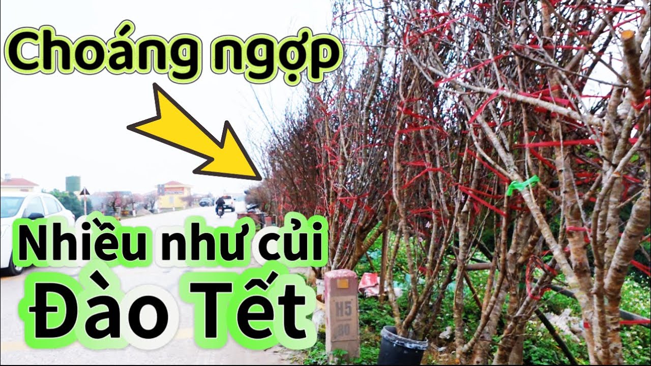 “”Choáng Ngợp””số lượng khủng. Đào Tết đê văn Giang 