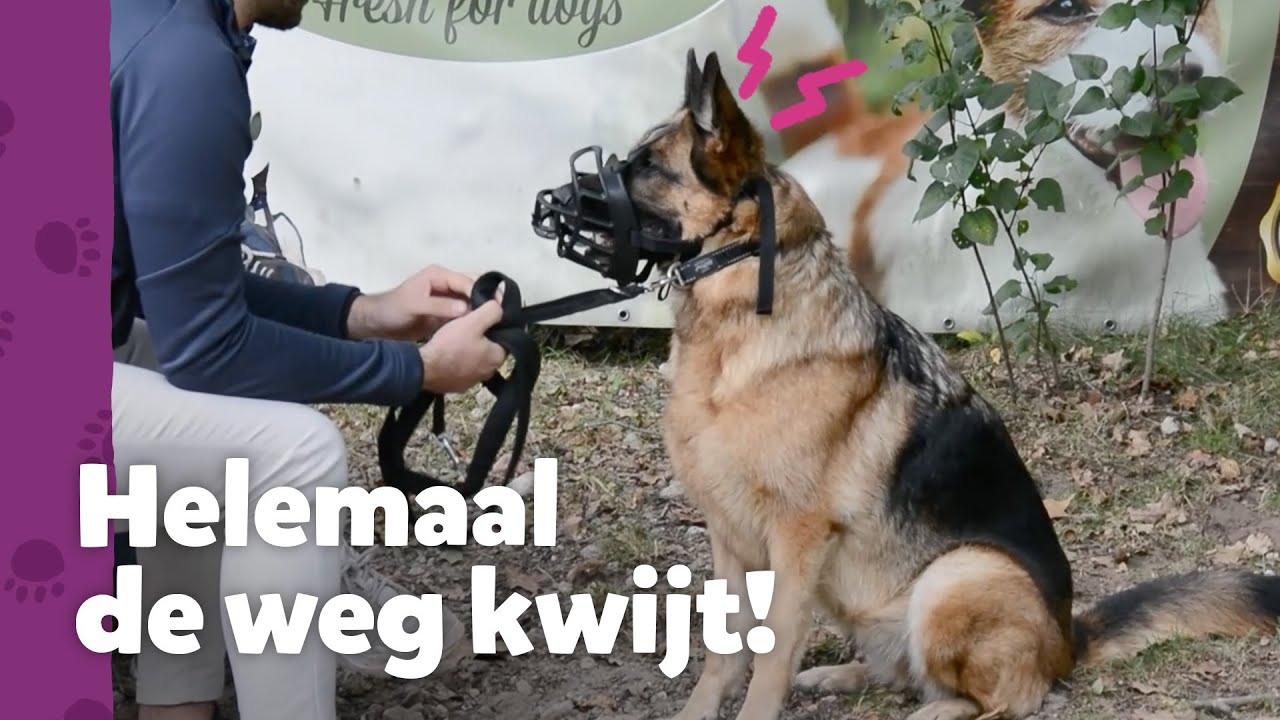 Een hond zonder sturing is gevaarlijk&hellip; - Ron&rsquo;s Honden Spreekuur