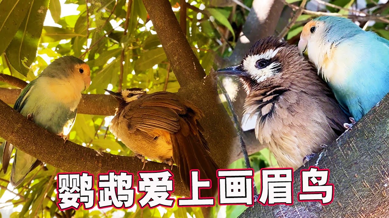 鹦鹉恋上小画眉丨一只自作多情的鹦鹉，想谈段跨越种族的恋爱？【天下一场梦】