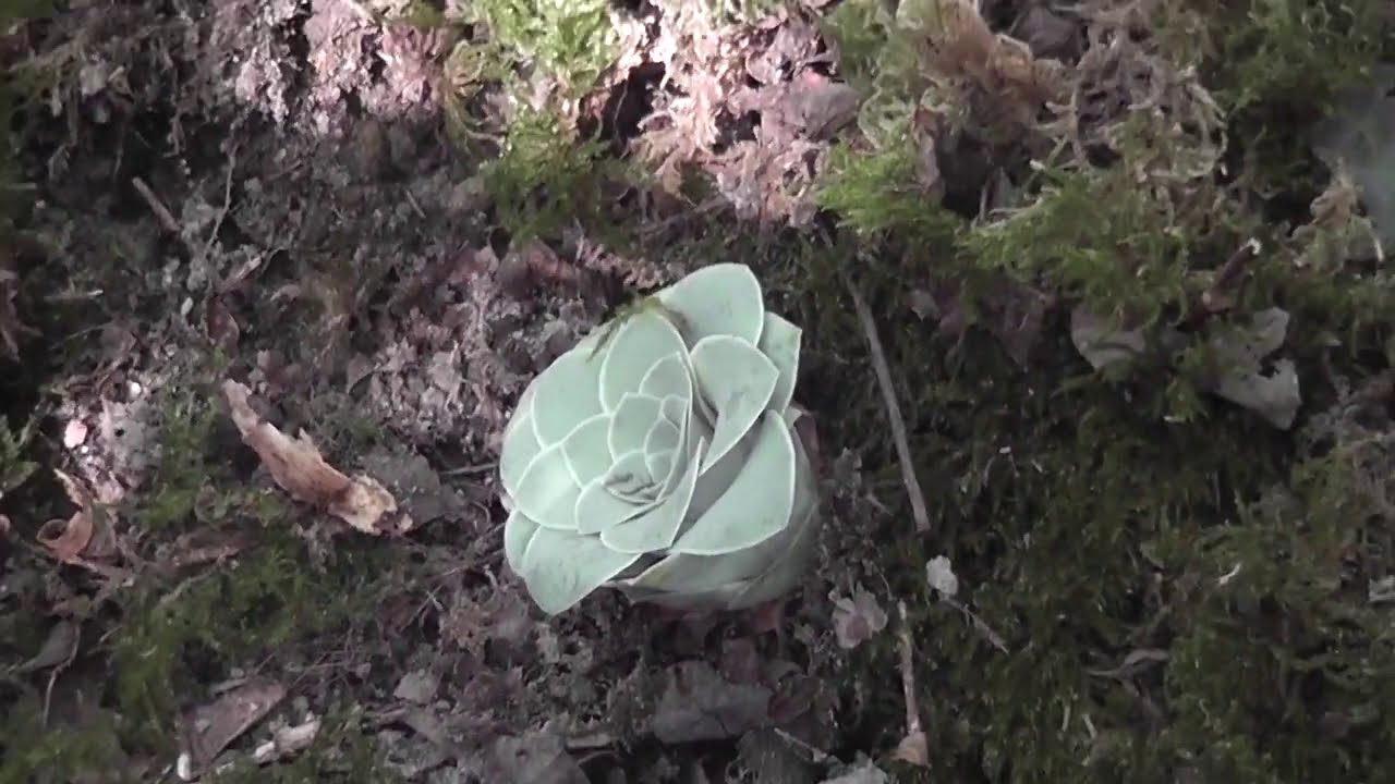 Le petit bois de Kerveat