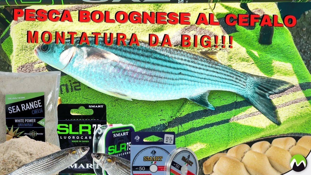 PESCA BOLOGNESE AL CEFALO: La montatura da BIG!!! Un segreto sull'esca per lunghe distanze.