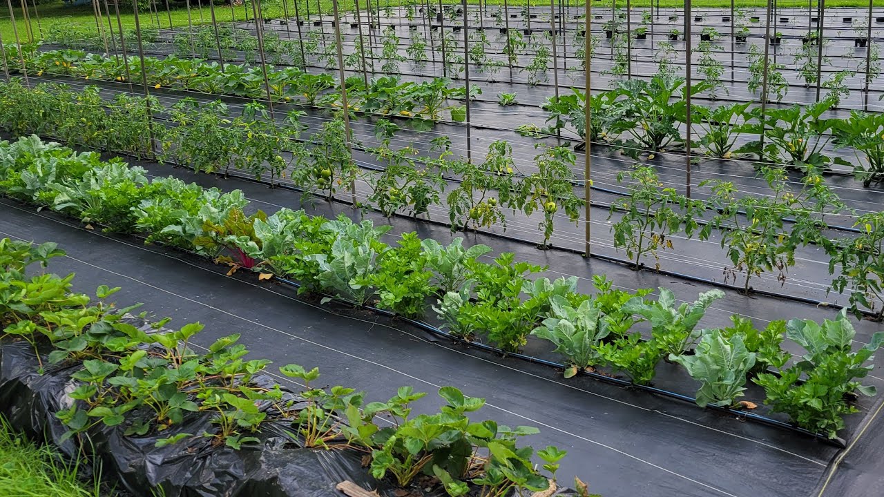 Saturday Garden Walk Through June 7, 2025