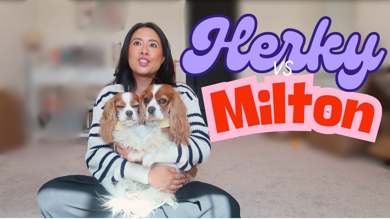 The Difference Between Two Cavaliers: Herky and Milton