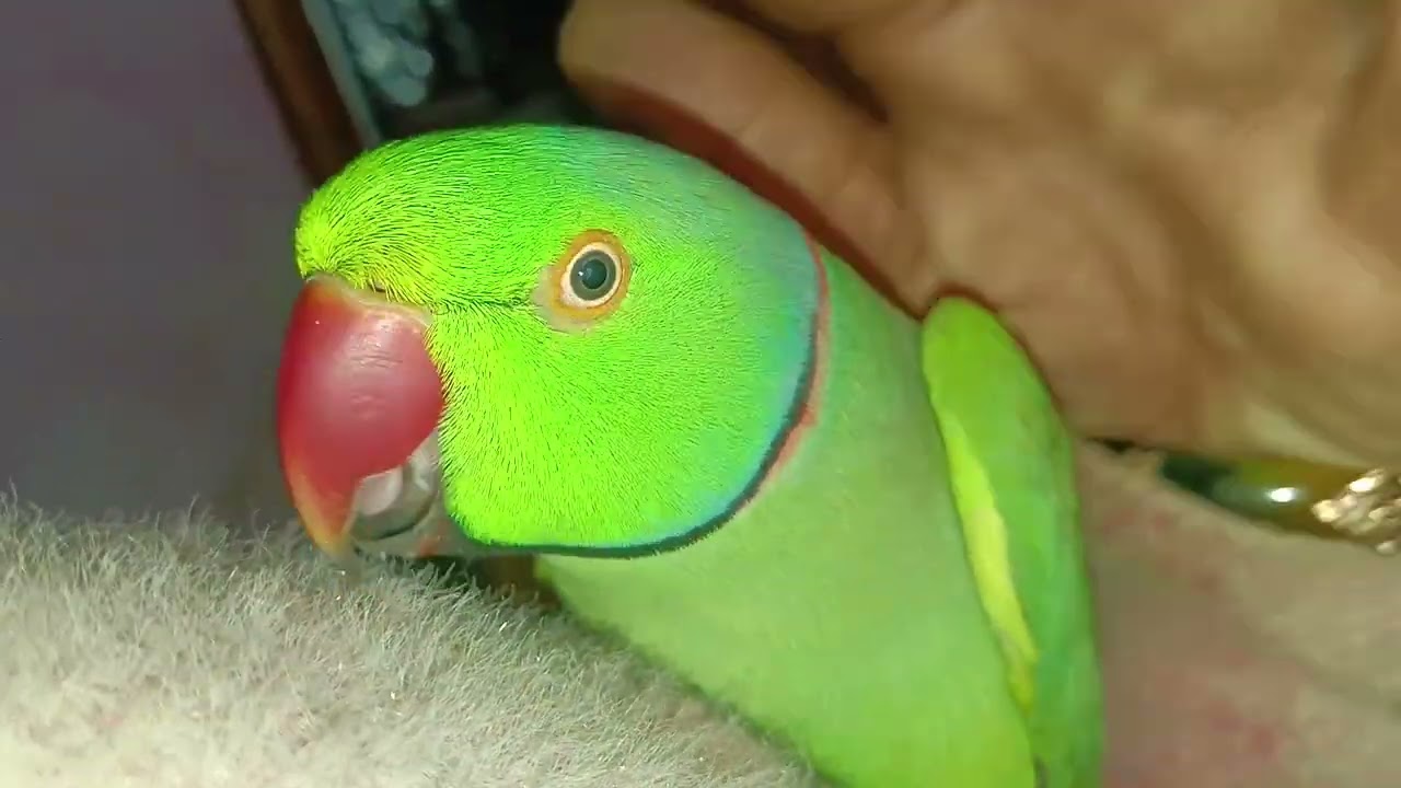 मेरे मिठ्ठू ने Godrej का लॉक खोल दिया 😱 इतना स्मार्ट तोता!