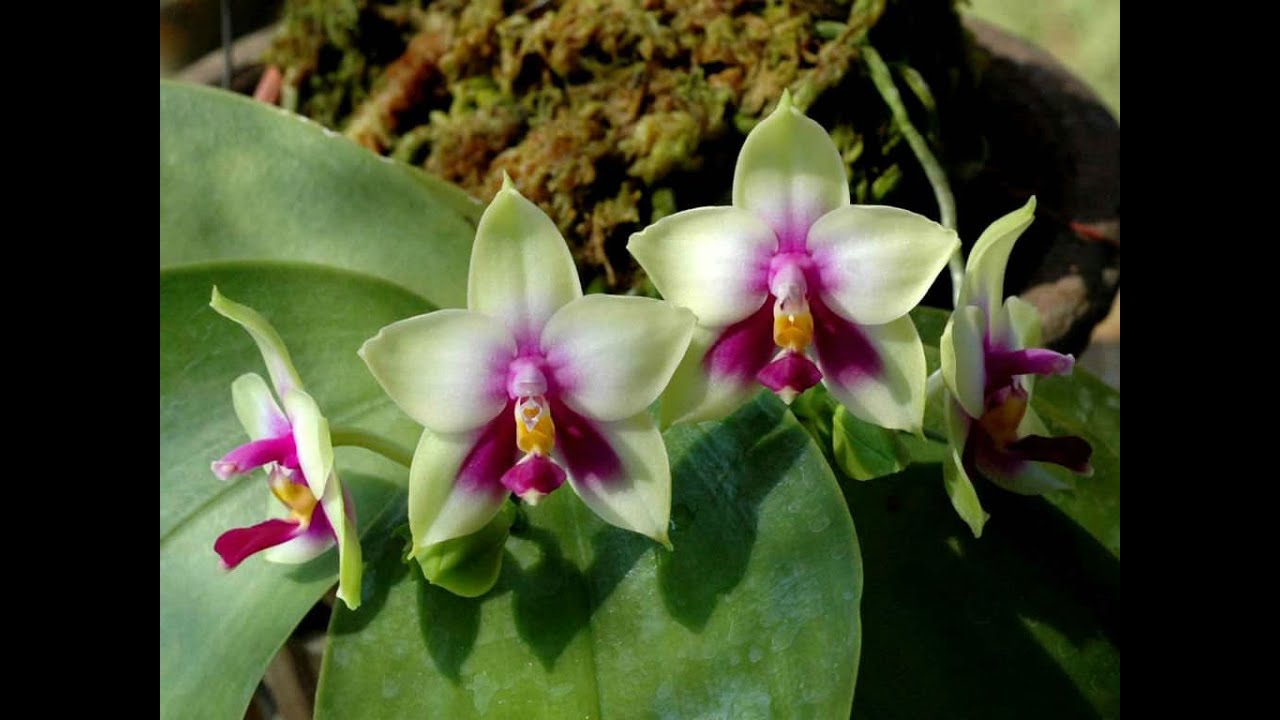 My update, flowering orchids May, 14 2021 Обзор. Цветущие орхидеи