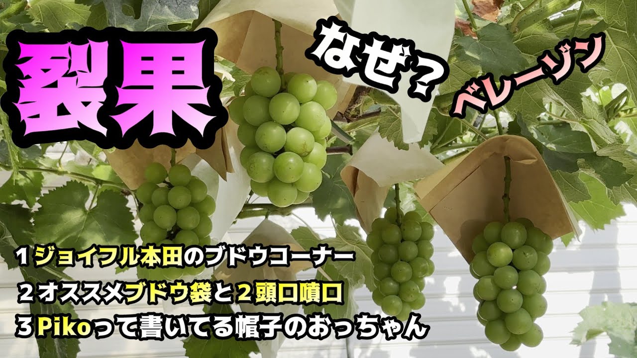 ぶどう栽培ベレーゾン、２頭口噴口、裂果の対処法、ジョイフル本田アップグレード、PIKOってセンターに書いている帽子＃ぶどう＃栽培＃ベレーゾン＃着色＃裂果＃ピオーネ＃葡萄
