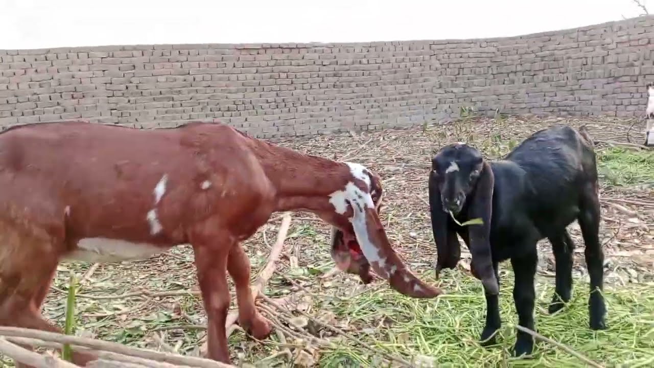 ایک باپ زیادہ بچے وہ بھی اچھے