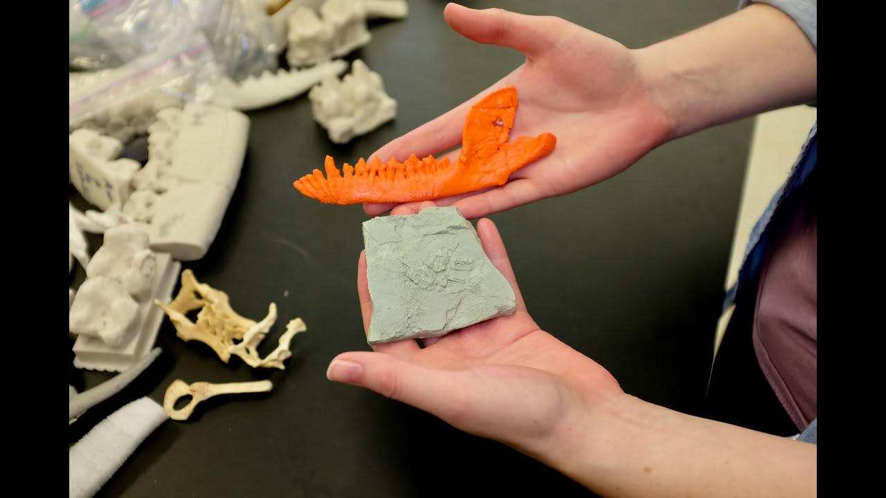 Discovering a new side of fossils with CT scanning