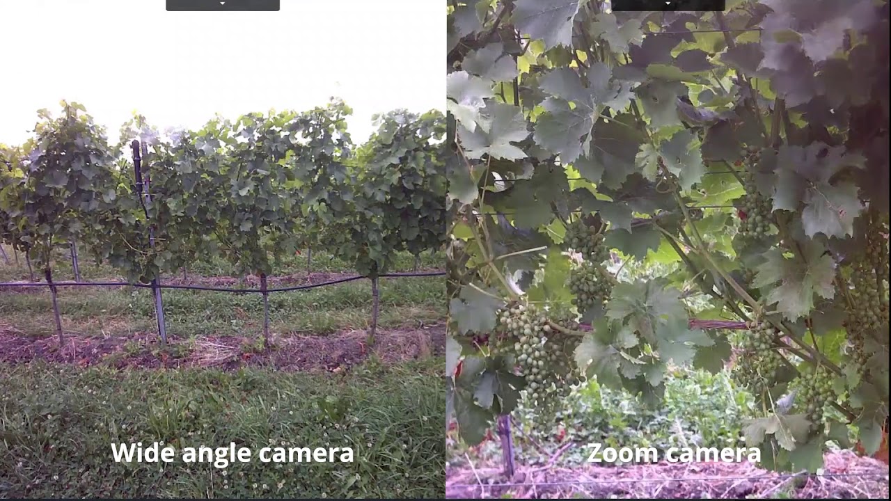 CropVIEW time-lapse - grapes