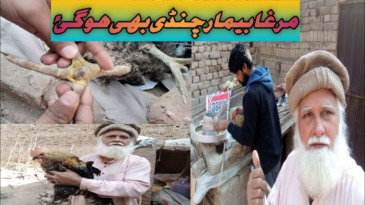 Murga bimar Chandi bhi ho gai