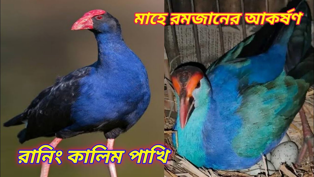 মাহে রমজান উপলক্ষে আজকেআকর্ষণ রানিং এবং নিউডাল কালিম পাখি  ০১৭১২৩২৭৩১৪