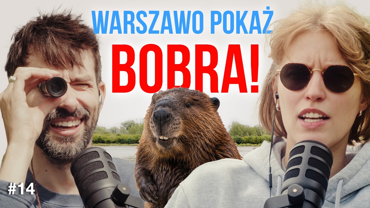 Bobrowe safari w Warszawie: ewenement na skalę Europy!