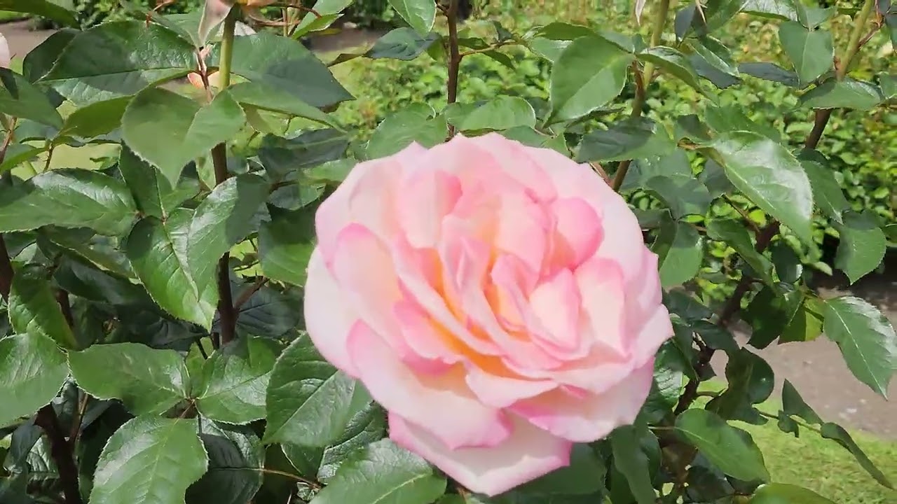 Christchurch Botanic Gardens