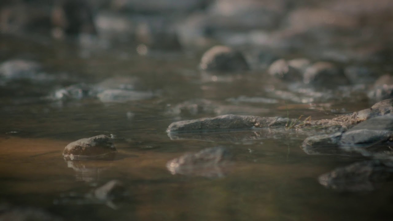 Leaves on the Stream - A Mindfulness Exercise