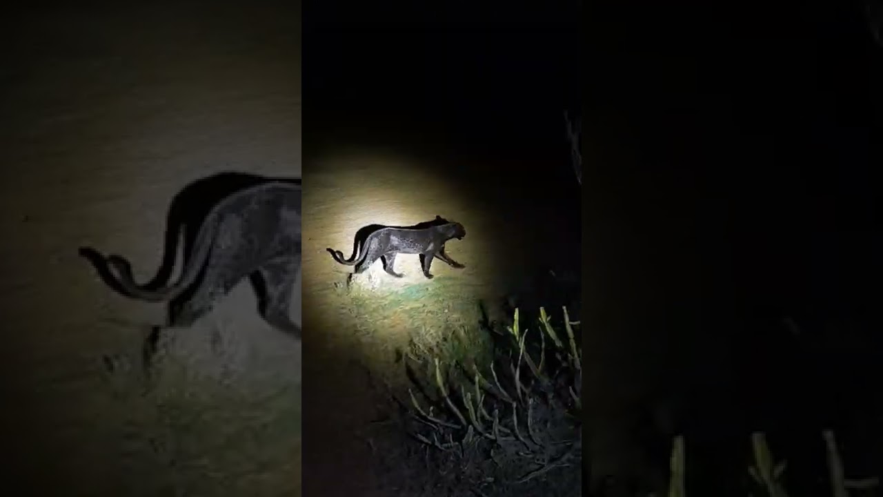 Black leopard in Kenya