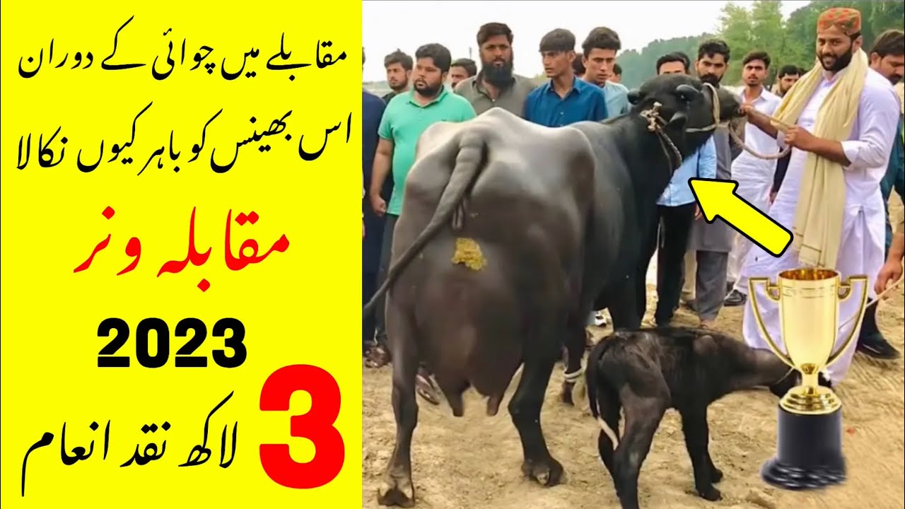 Buffalo Milk Competition 2023  Faisalabad | Doodh Mela March 2023 | Winner Buffalo