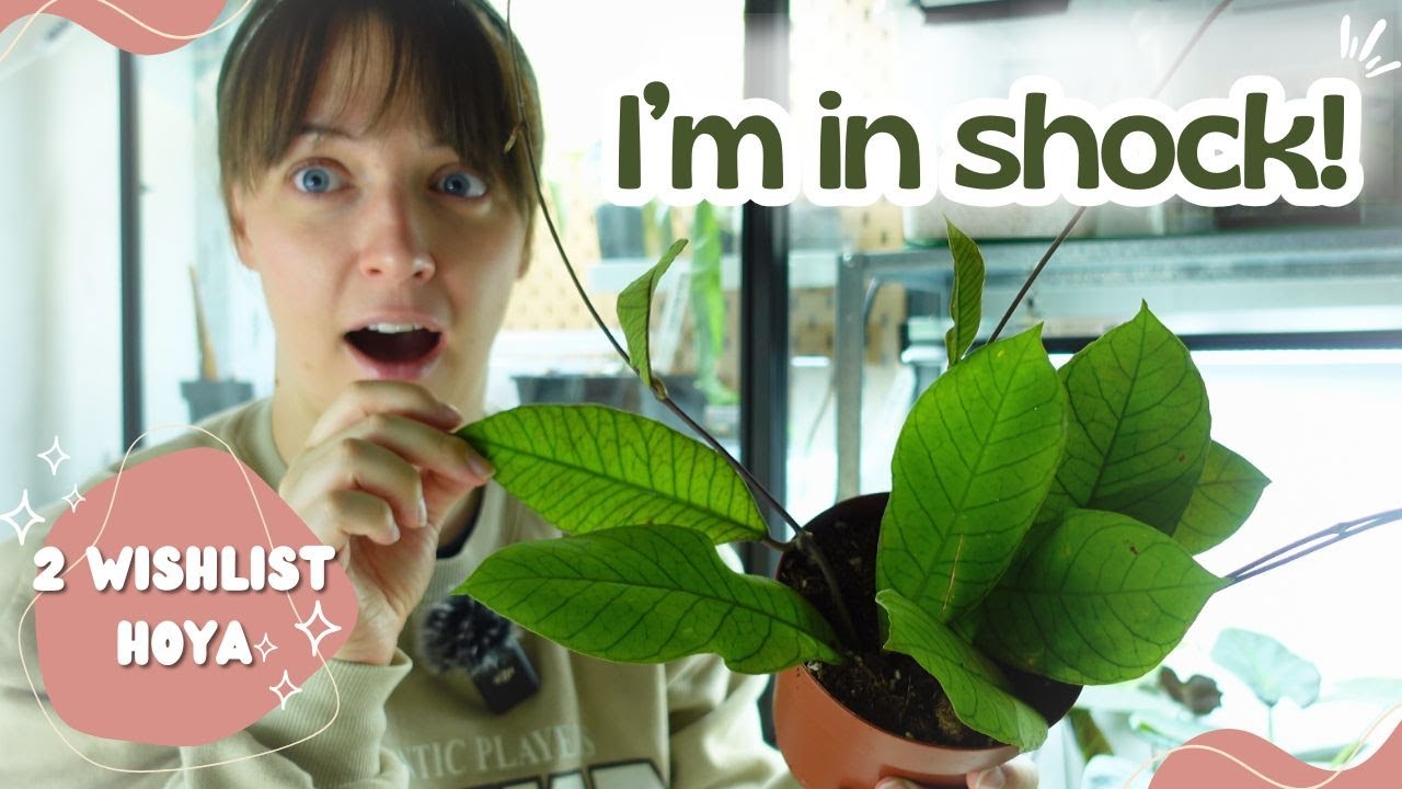 I Can’t Believe I Have This Hoya!🪴Plant Haul📦
