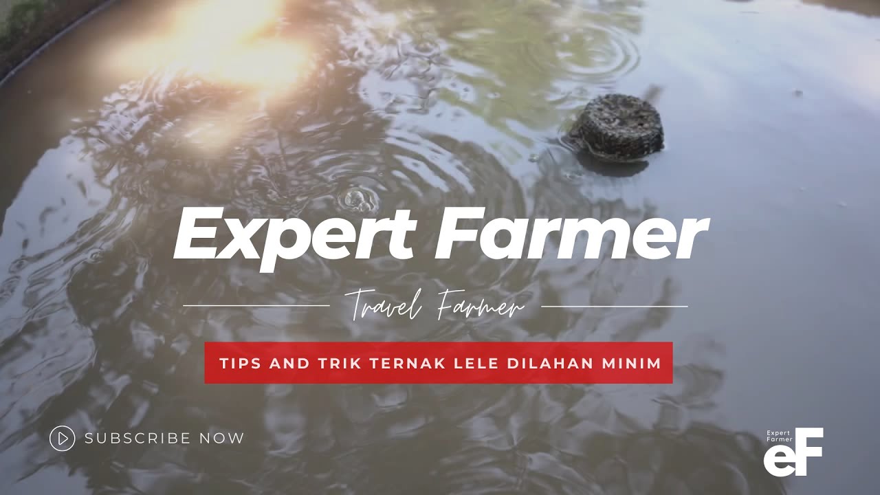 Budidaya Lele di lahan Mini Cuan Melimpah