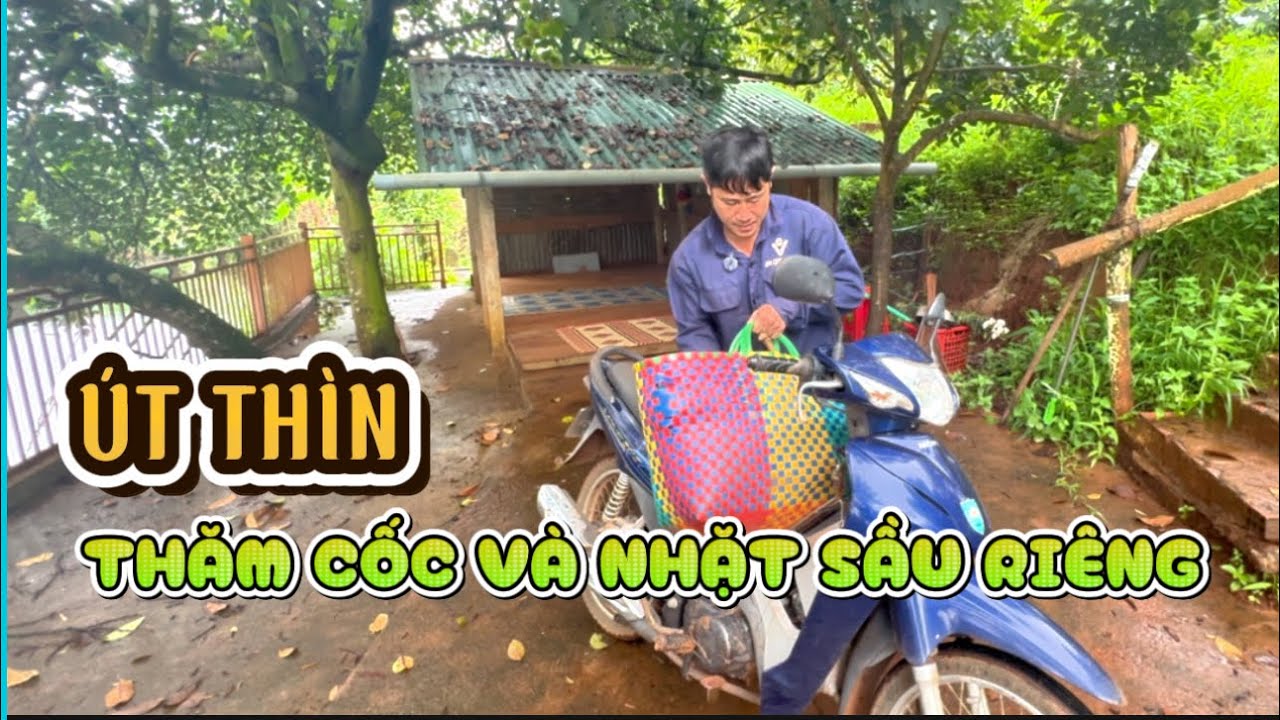 Út Thìn thăm Cốc và nhặt sầu riêng. #utthintv