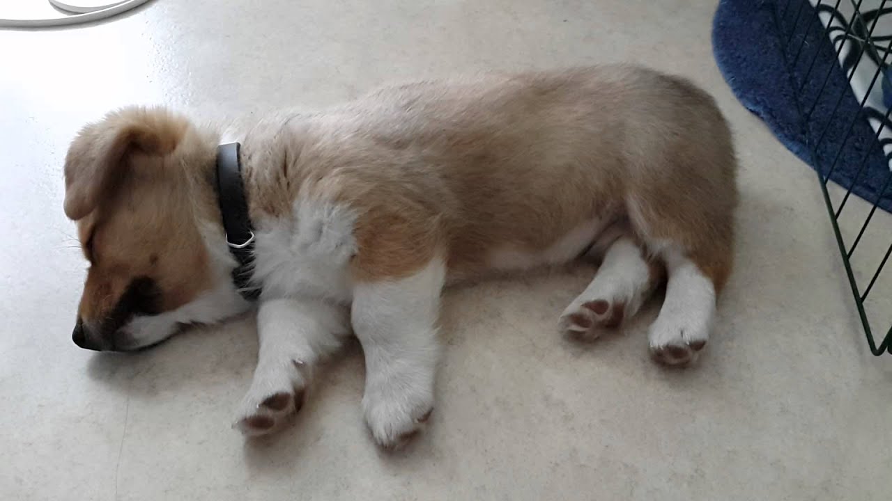 Cute Pembroke Welsh Corgi Sleeping