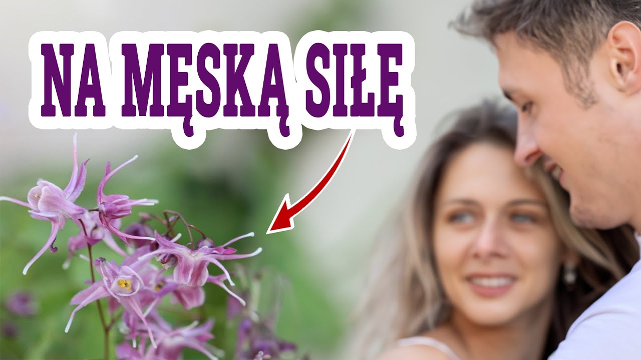 Czy Epimedium jest sekretem do zwiększenia POTENCJI?