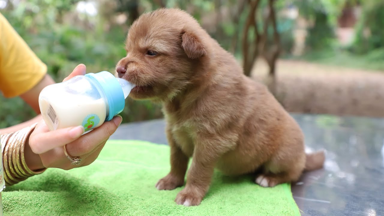 Cute Little Dog Drinks Milk using Baby Bottle