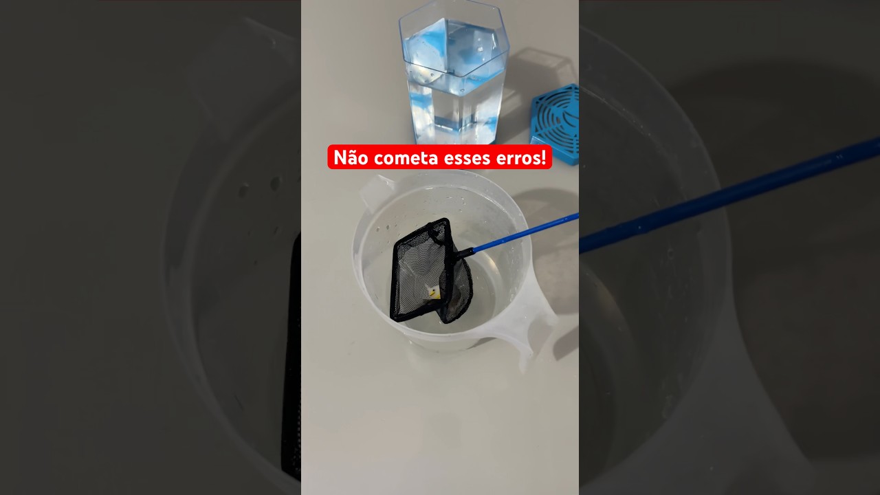 Erros mais cometidos ao criar um Peixe Betta. #betta #peixebetta #reefminuto