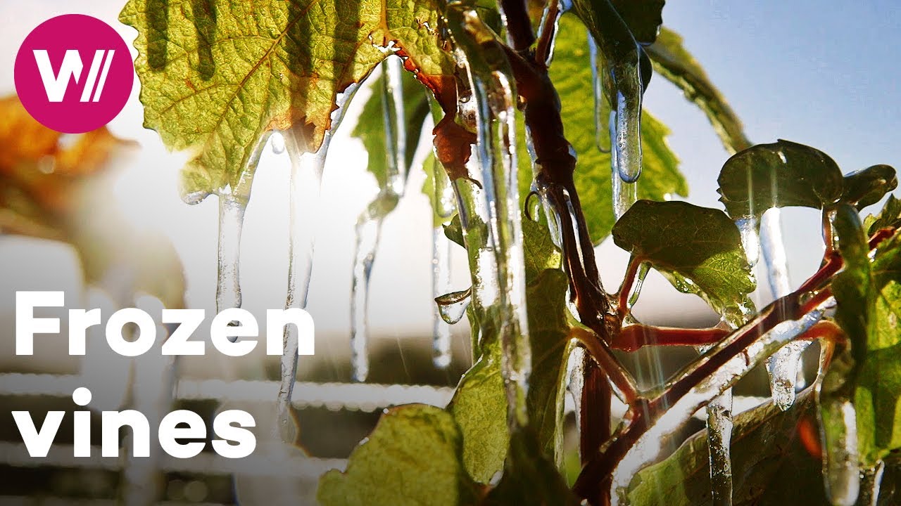 Patagonia - Protecting vineyards from extreme temperatures | Worldwide Wine Civilizations