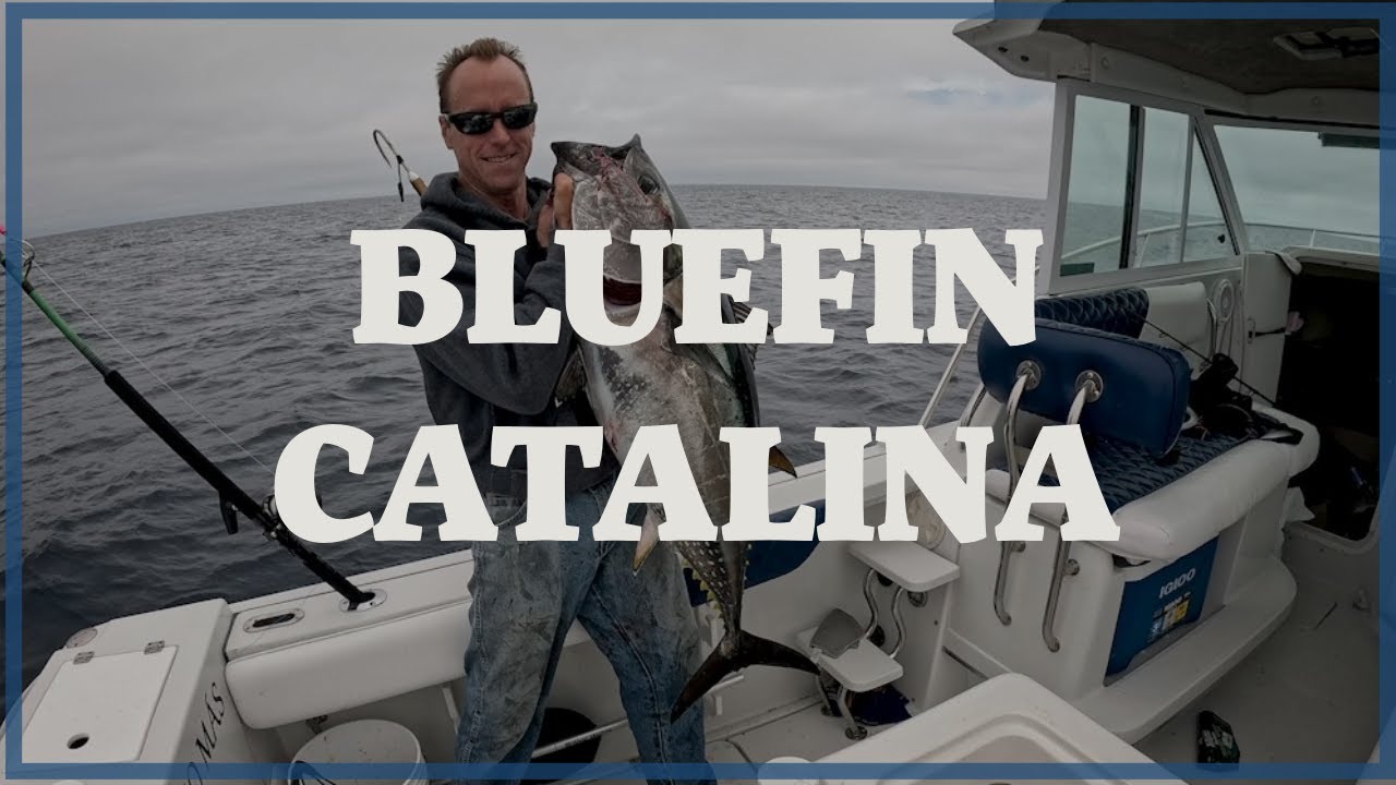 Bluefin on the Backside of Catalina