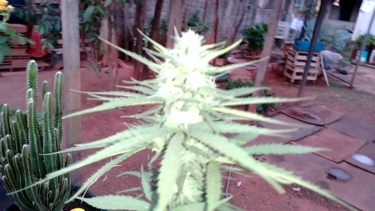 Strawberry amn&eacute;sia 4 semanas de flora&ccedil;&atilde;o!