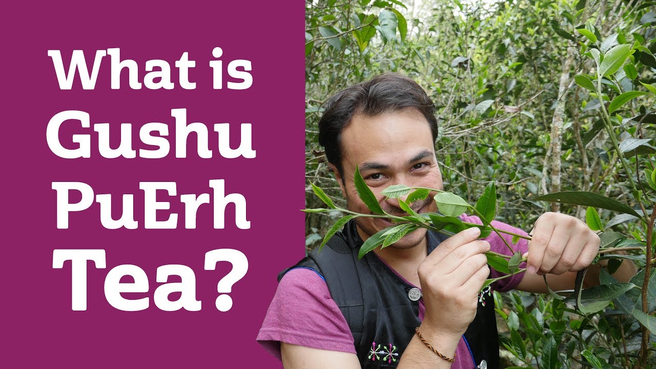 What is Gushu PuErh Tea? CHINA TRIP